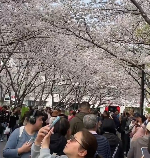 沪媒：上海虹口足球场，全是拍樱花的人